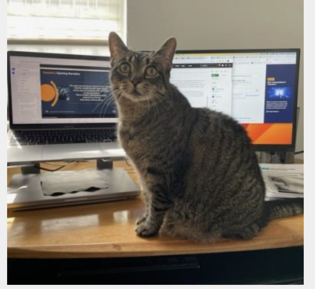 Milly, an adoptable shelter pet