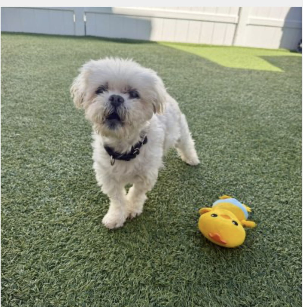 Isaiah, an adoptable shelter pet