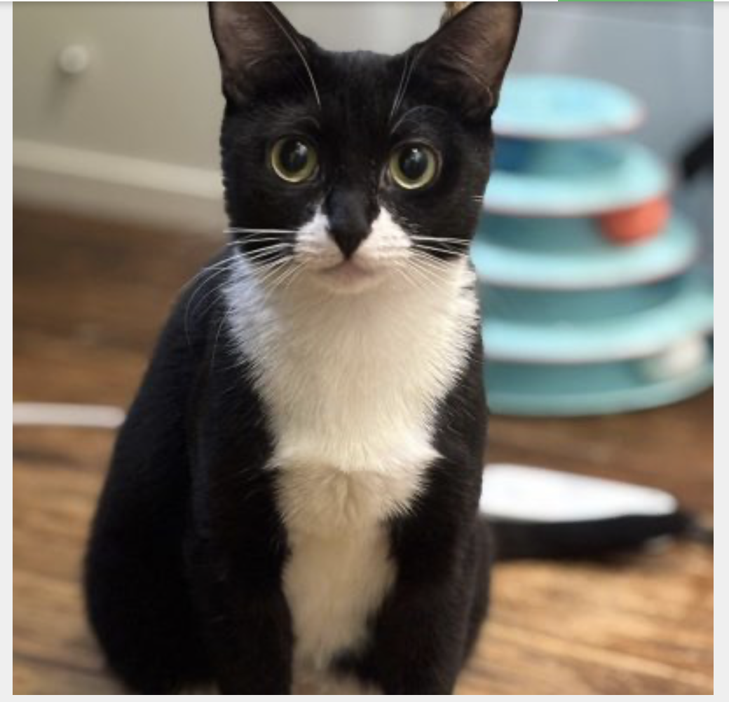 Xena, an adoptable shelter pet