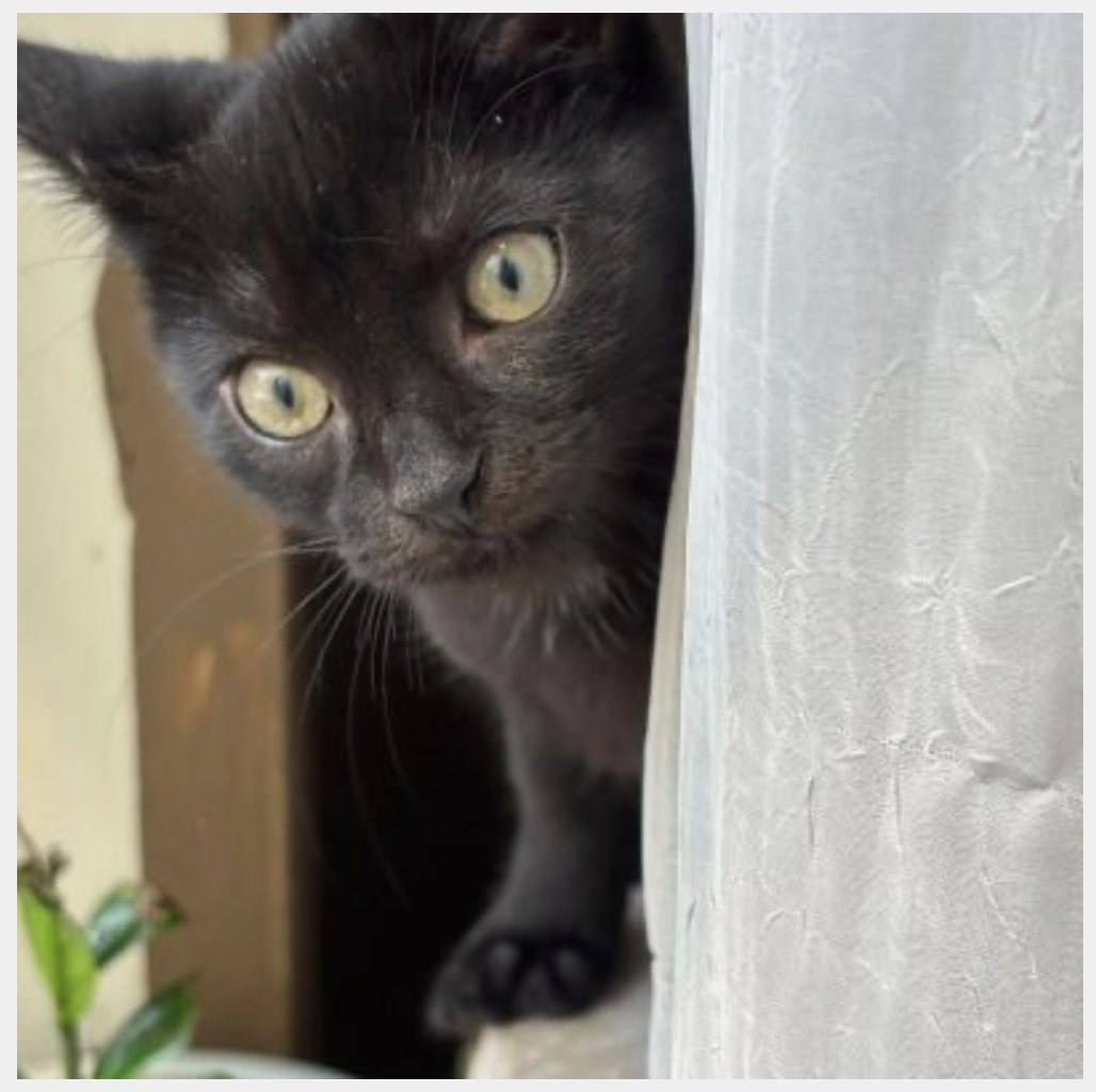 Bean, an adoptable shelter pet