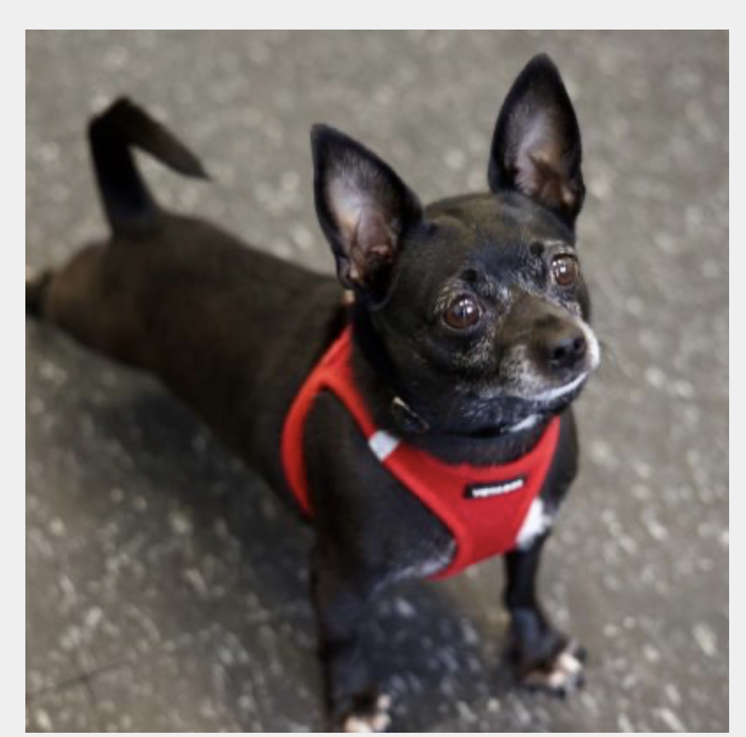 Jack, an adoptable shelter pet