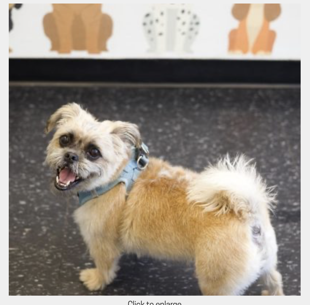 Poppy, an adoptable shelter pet
