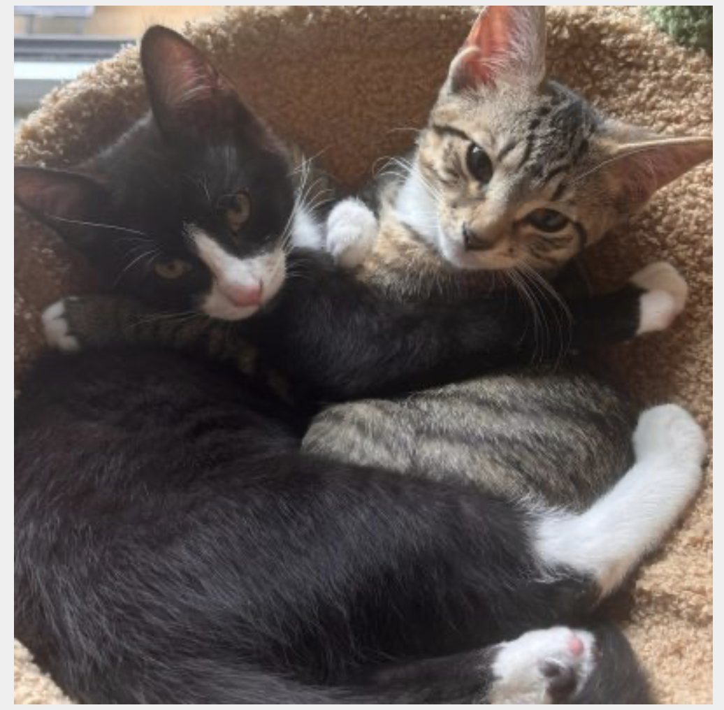 Spark and Starlight, an adoptable shelter pet