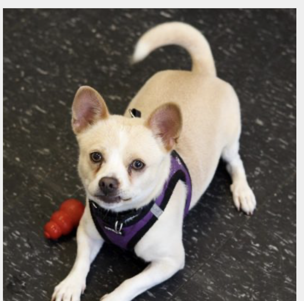 Russel, an adoptable shelter pet