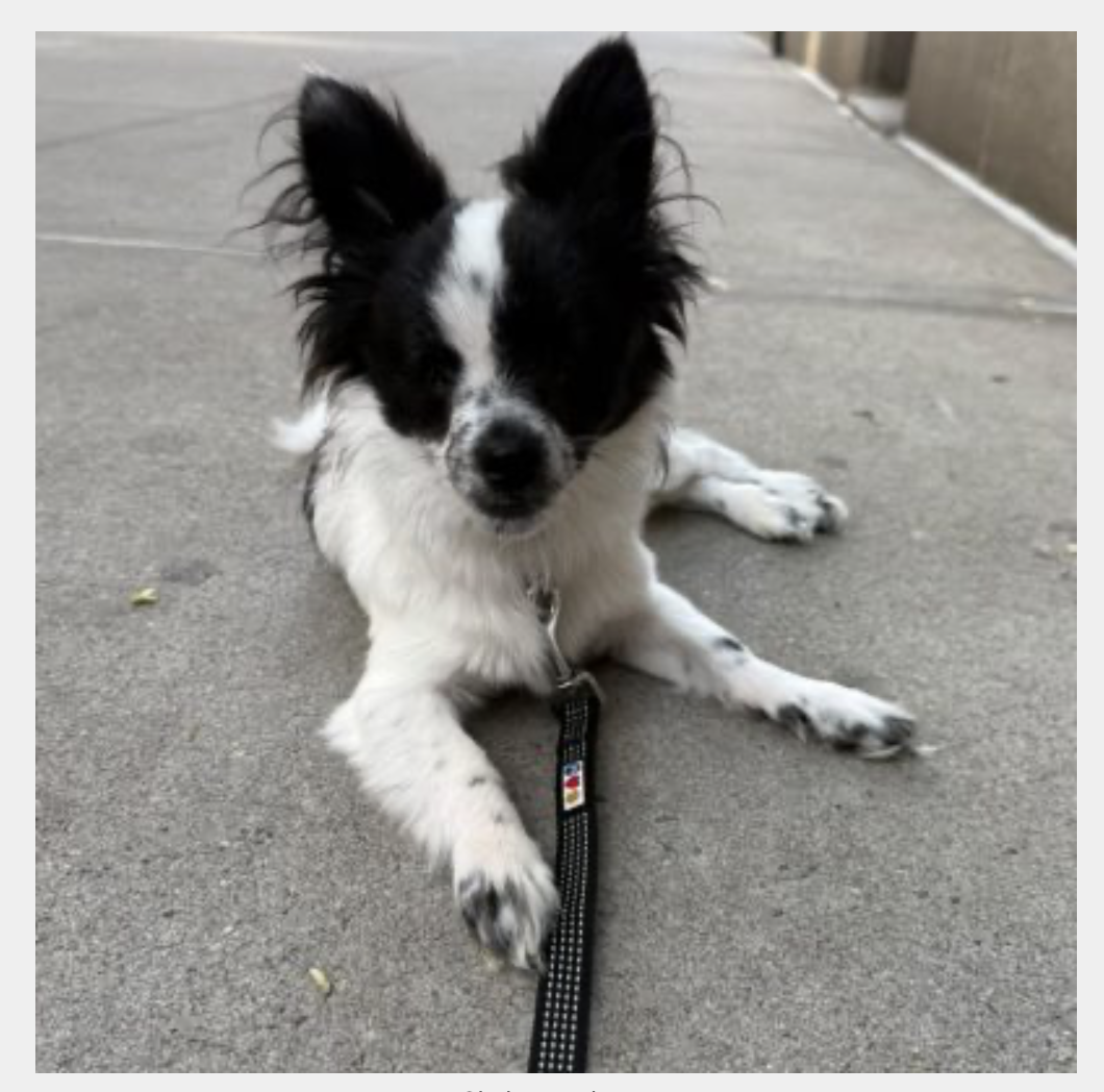 Wiggles, an adoptable shelter pet